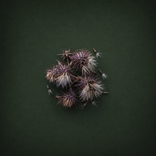 Milk Thistle